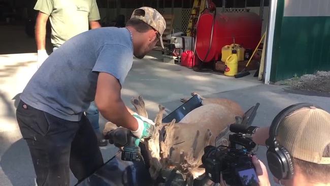 割掉鹿茸鹿有没有疼痛,把鹿的鹿茸割掉它会痛吗