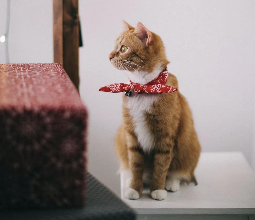 能证明你家猫养得很好的几个特征,用多种方法来介绍猫的特征