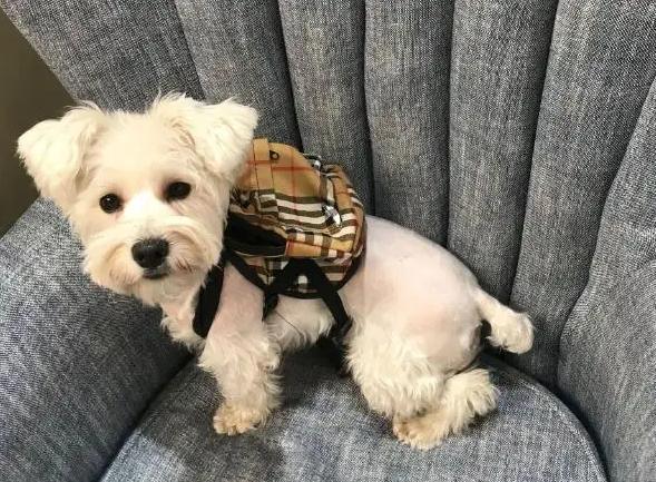 母狗的生理期怎么帮它度过,母狗生理期的养护