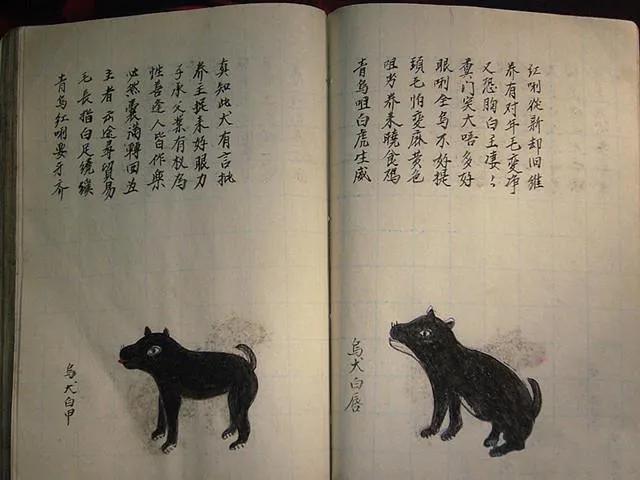 最全古老相狗经,相狗法如何一眼挑出一只好猎狗