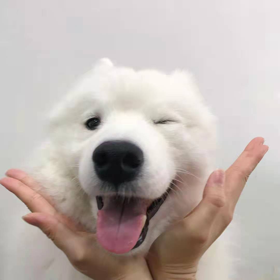 菲尔顿之冬天狗狗一直发抖？六大原因，可能是在向你求救