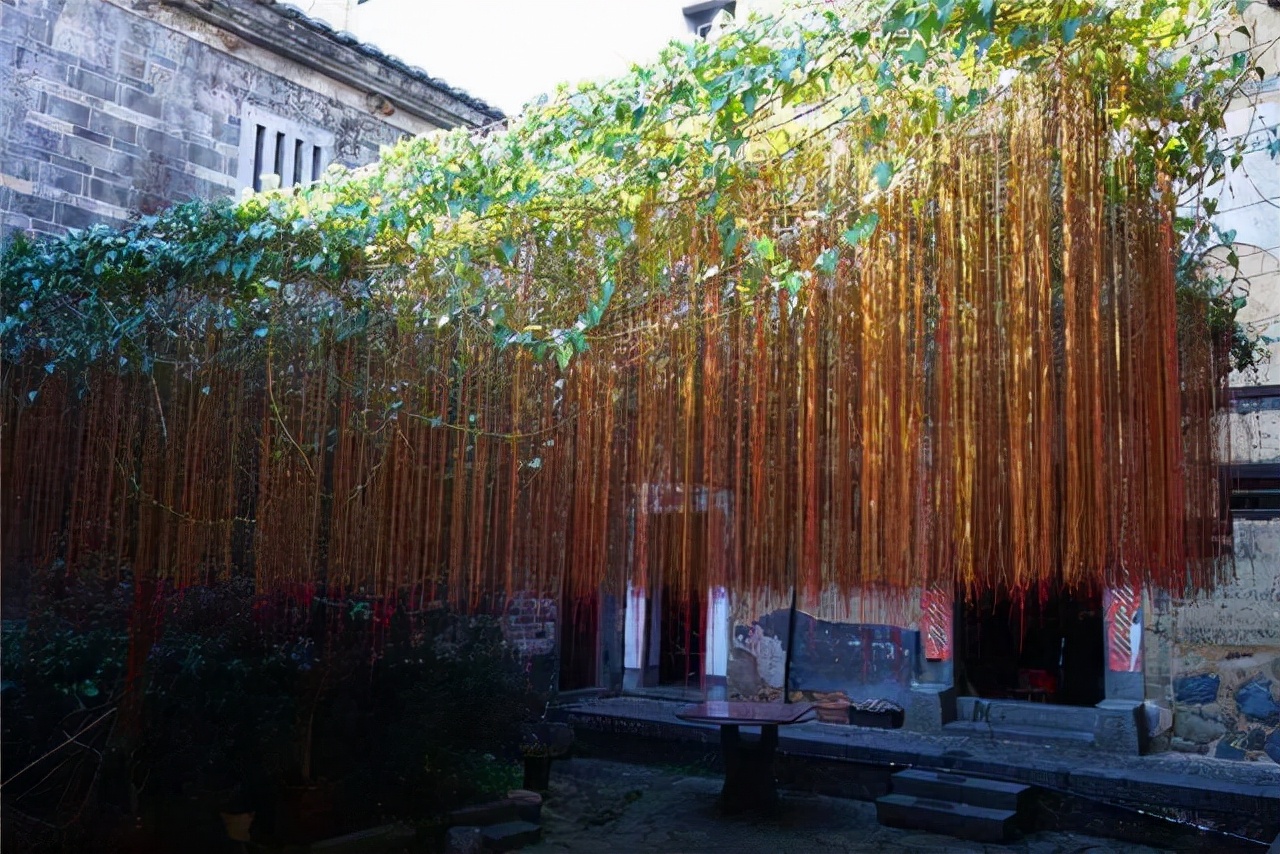 院子里葡萄架越来越少，不是不喜欢，而是这12种藤蔓植物能替代它