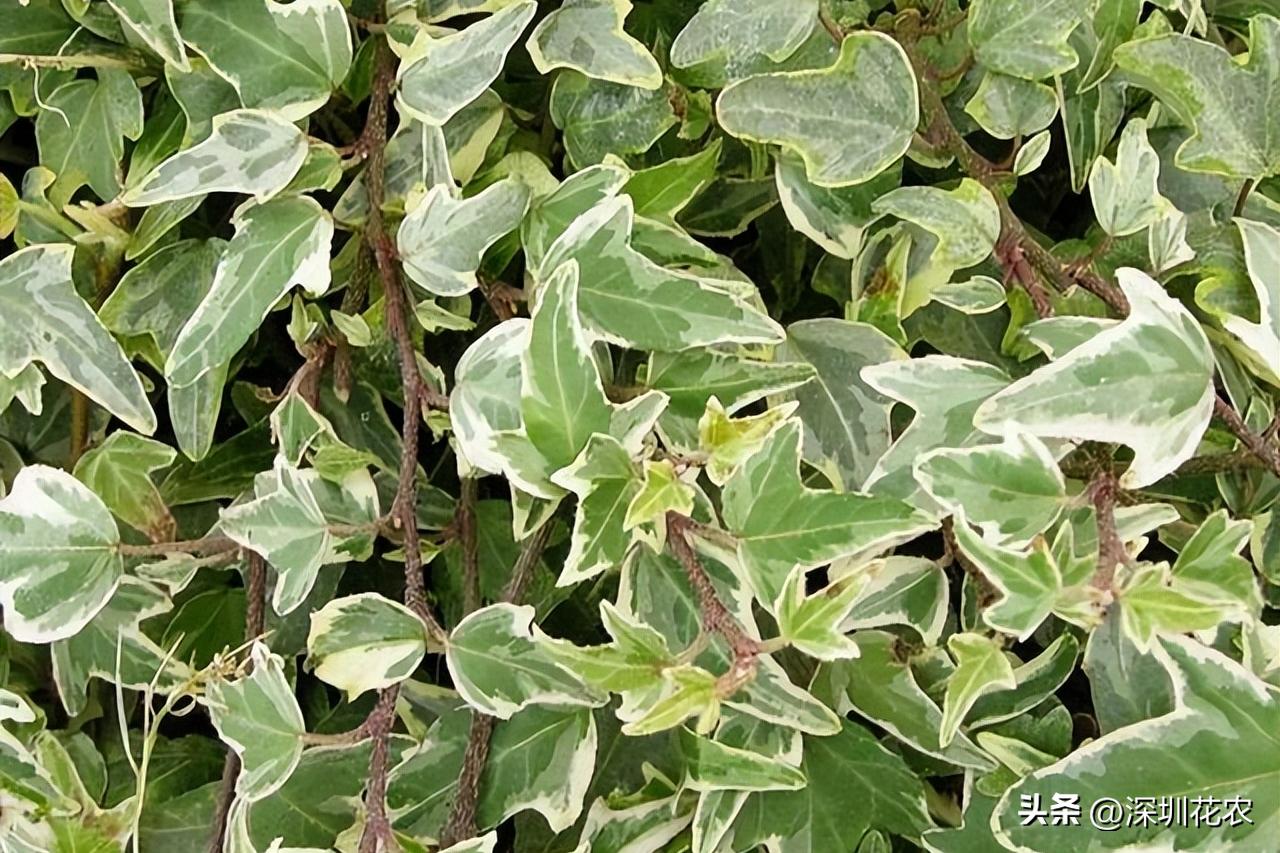 吸收甲醛的最好植物长藤,净化空气最佳植物常春藤