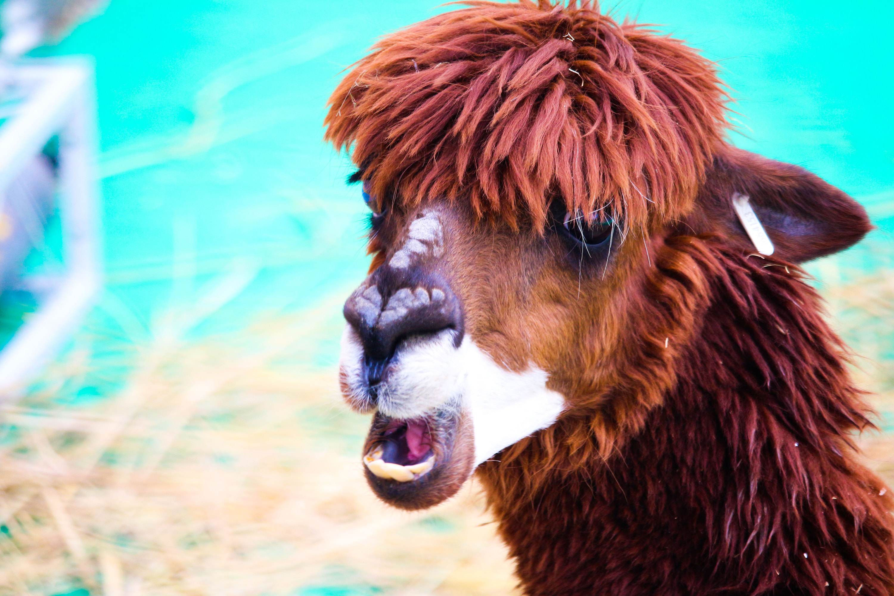 羊和羊驼是同一种种类吗,羊驼是骆驼和羊的结合吗
