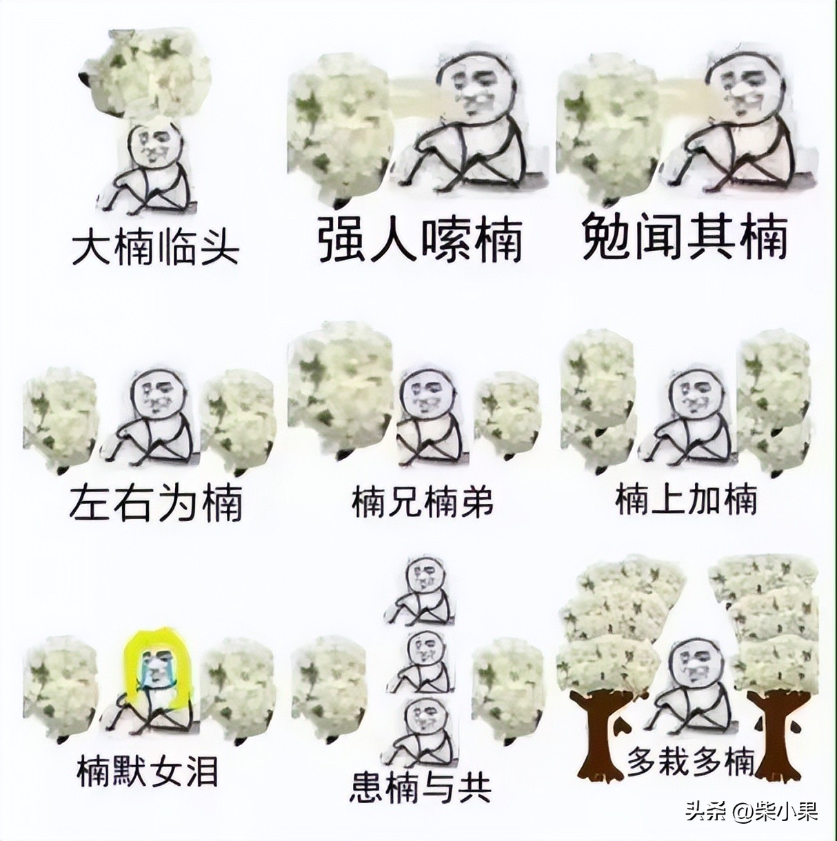 石楠花为啥那么多,石楠花为啥是生命之花