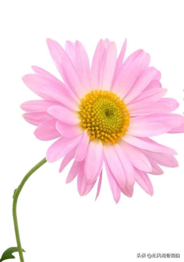 地上的花开万紫千红,心中有花香人生四季皆风景