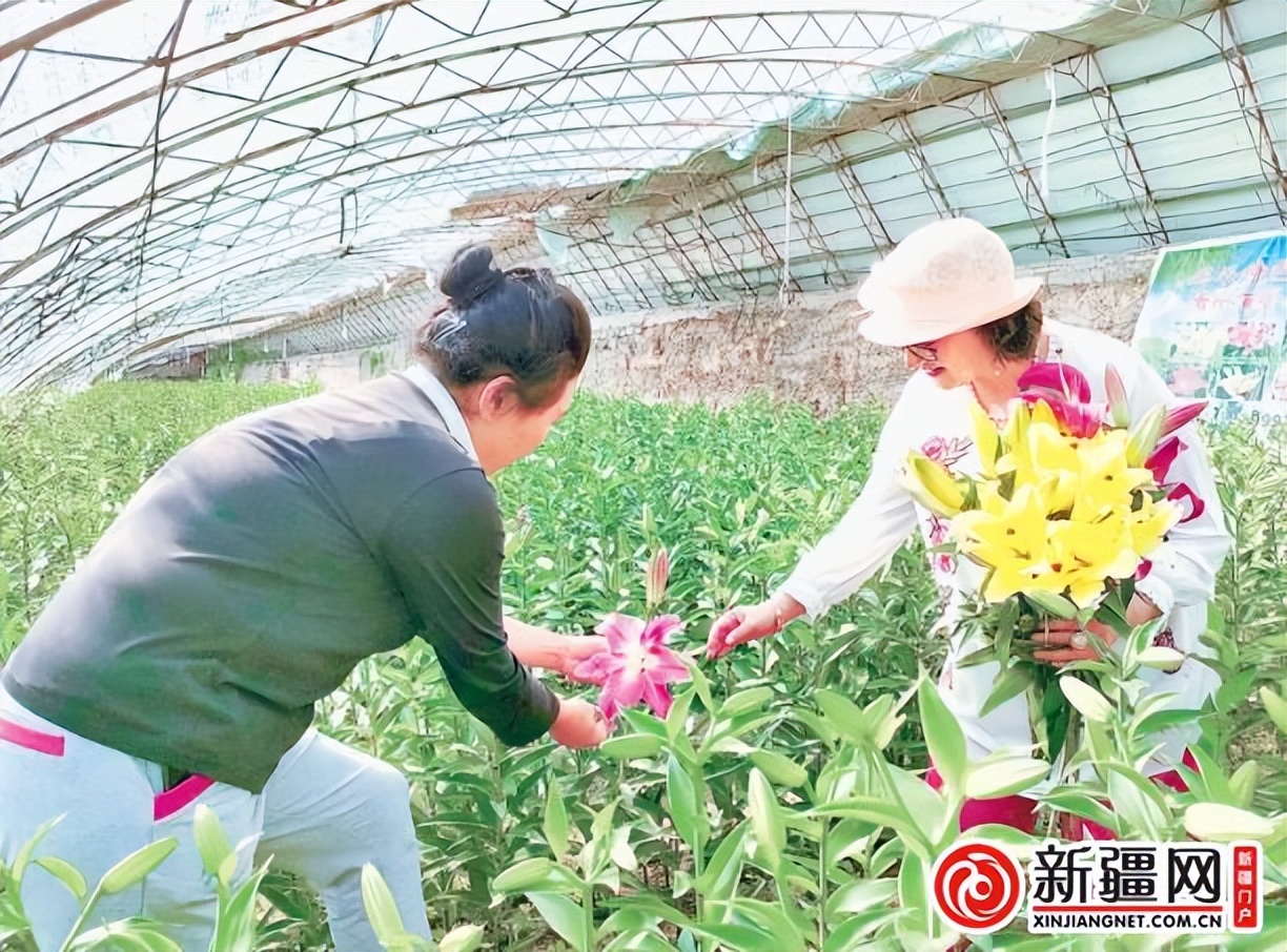 三夏期间农业生产情况,新疆自治区春季农业生产工作