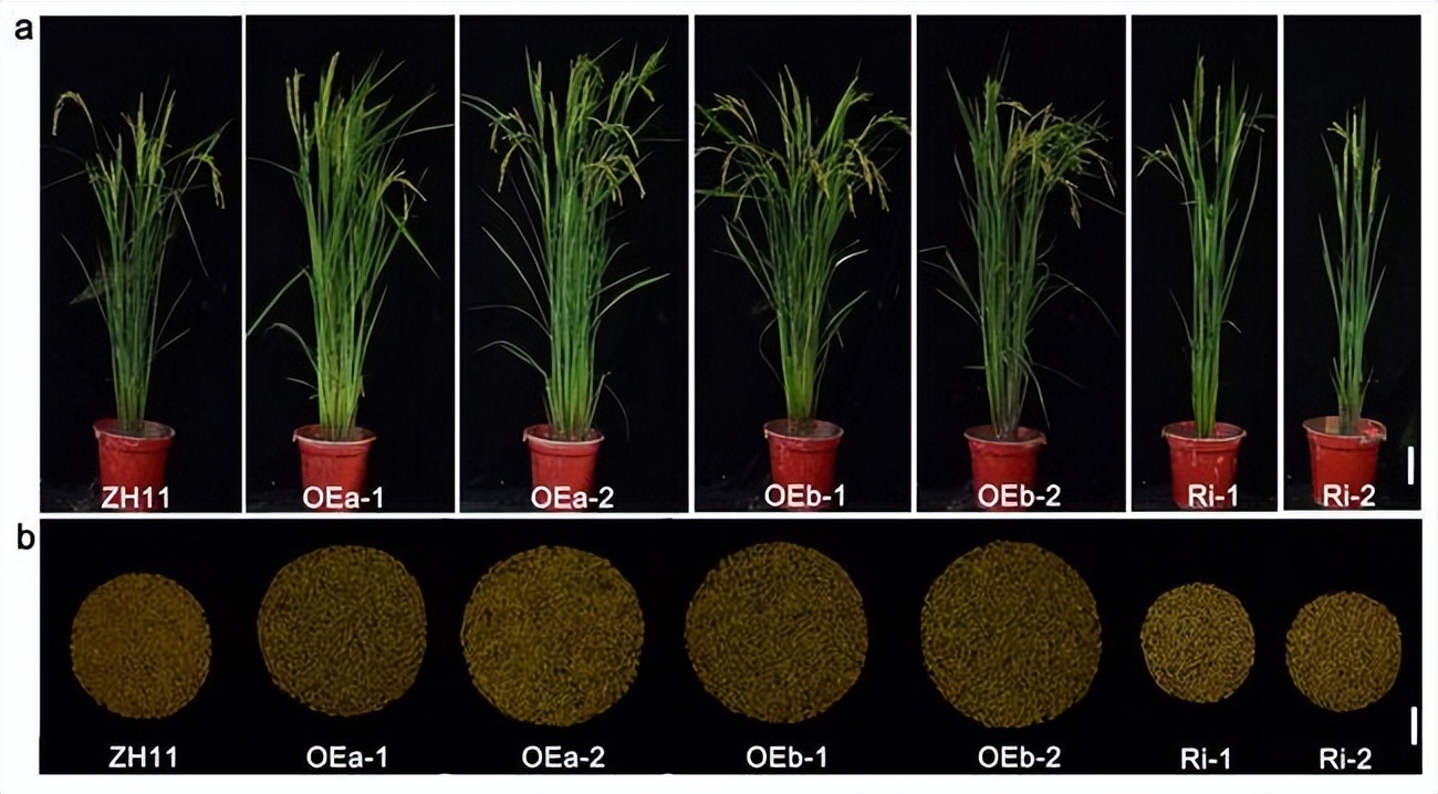 现代农业研究：水稻重金属P型ATP酶OsHMA6可能是铜外排蛋白
