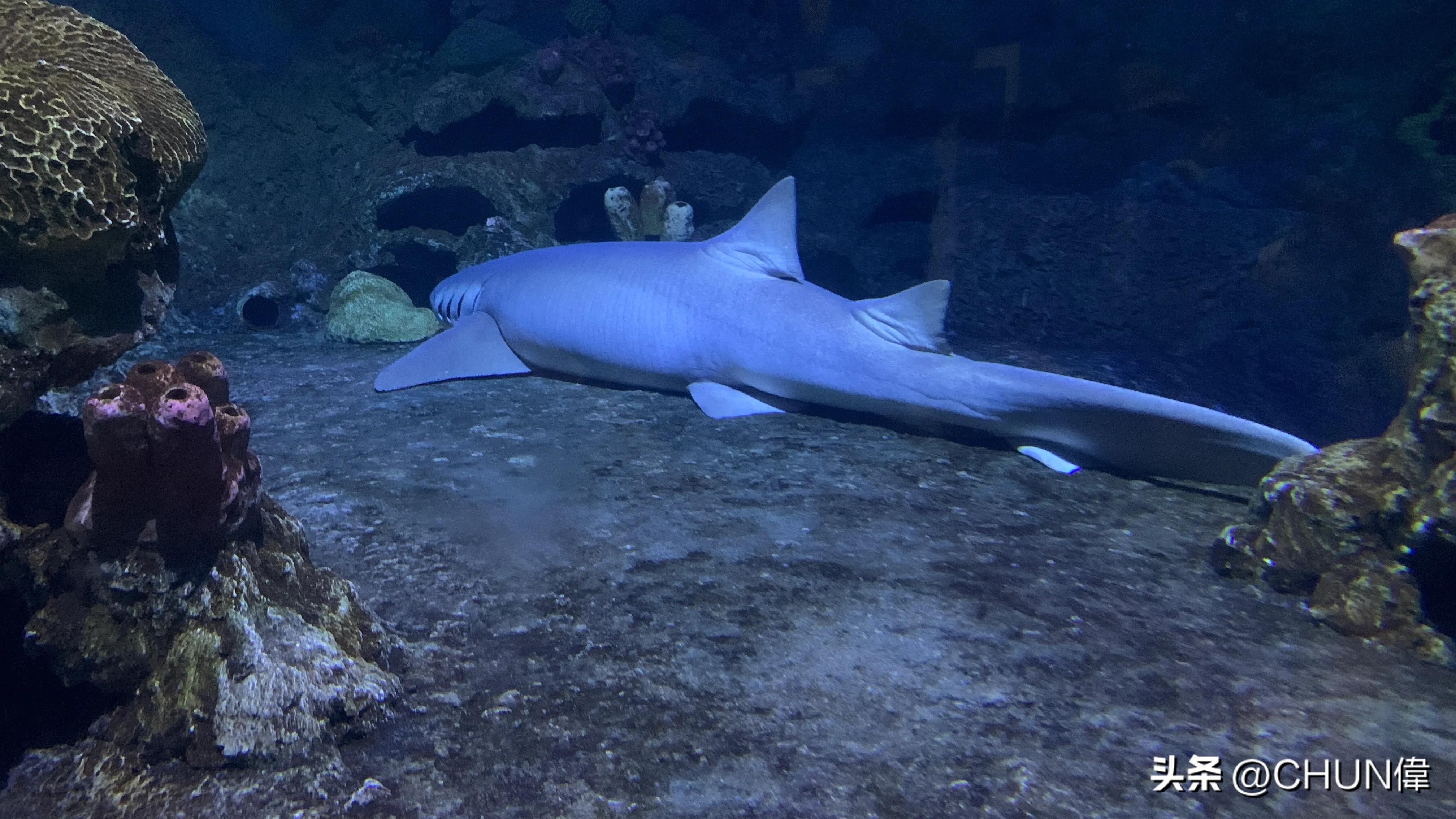 自由行厦门鼓浪屿四天怎么安排,鼓浪屿一日游五一