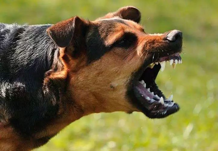 烈性犬不牵绳,未牵绳犬撕咬受伤狗主人