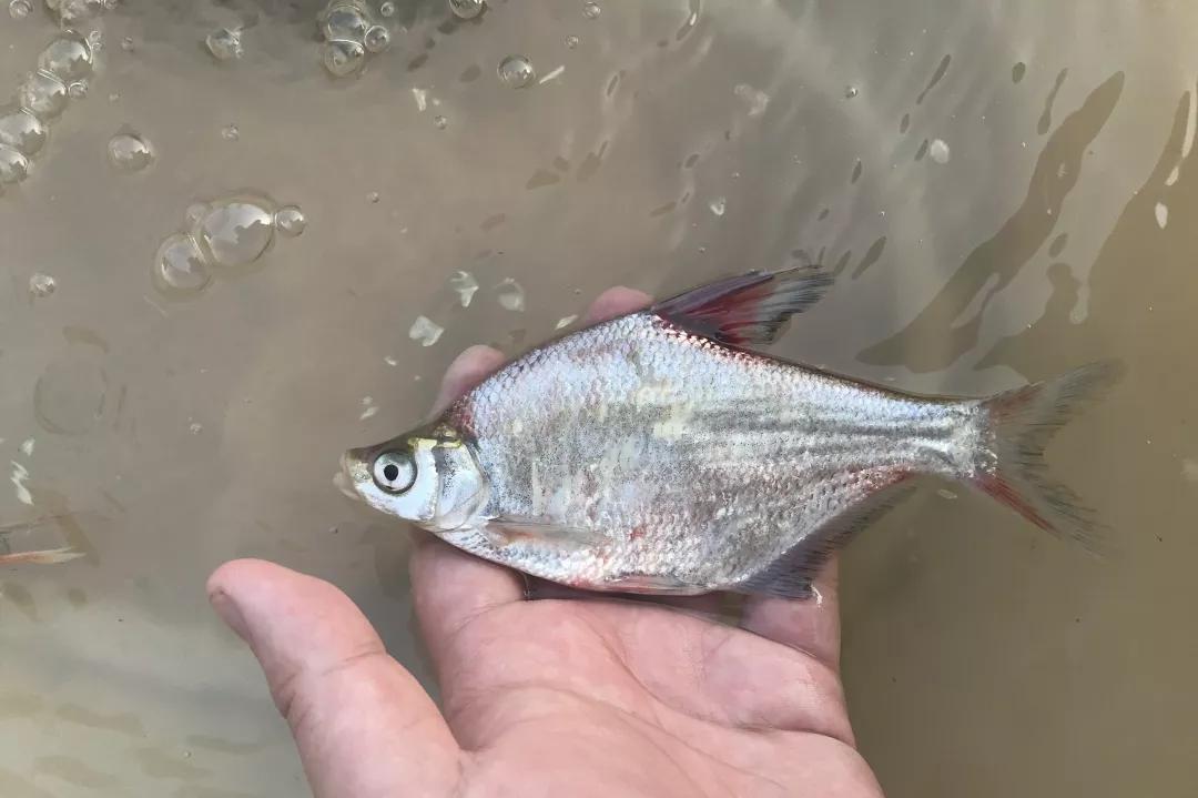 黑龙江三花五罗十八子图片,黑龙江名鱼三花五罗