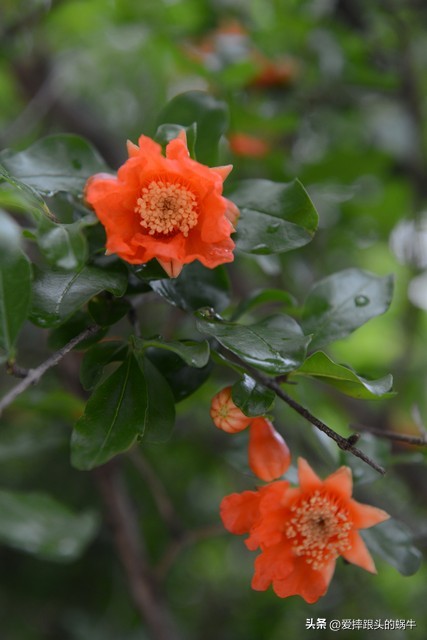 石榴花壁纸生如夏花,石榴花盛开的夏天