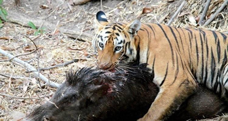 为什么动物园不允许老虎吃猪肉？老虎尸体是如何处理的？