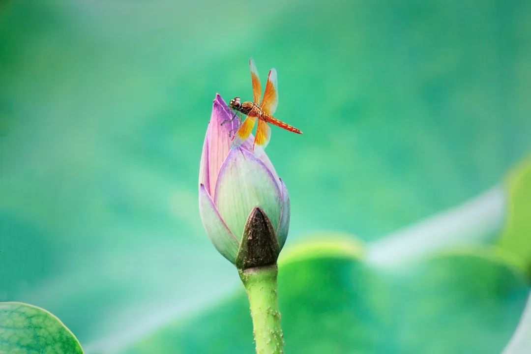 五首最美荷花诗词送你清凉一夏,30首荷花诗词唯美整个夏天