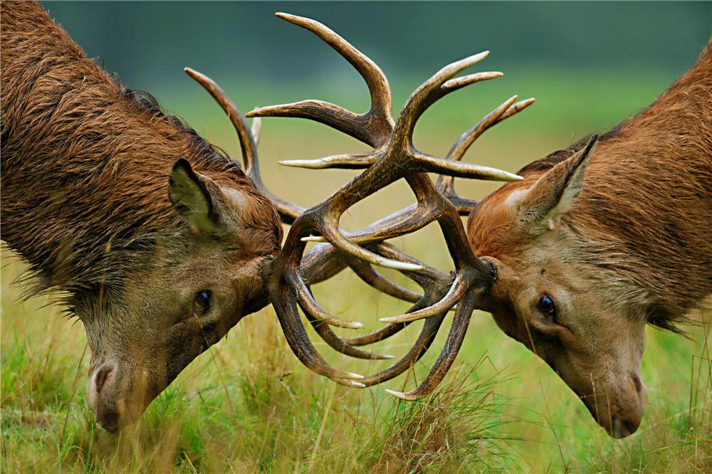 马鹿如何抵抗天敌狼、雪豹、猞猁与狼獾，用角挑还是用腿踢？
