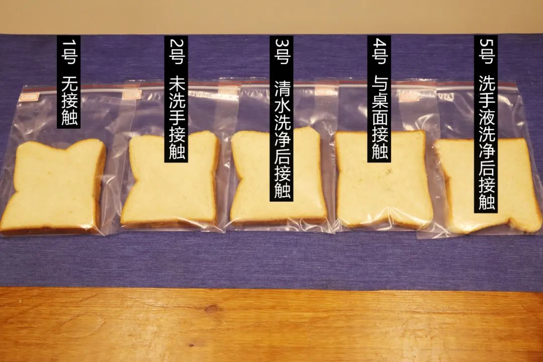 面包发霉了宝宝吃了,面包发霉了科学小实验