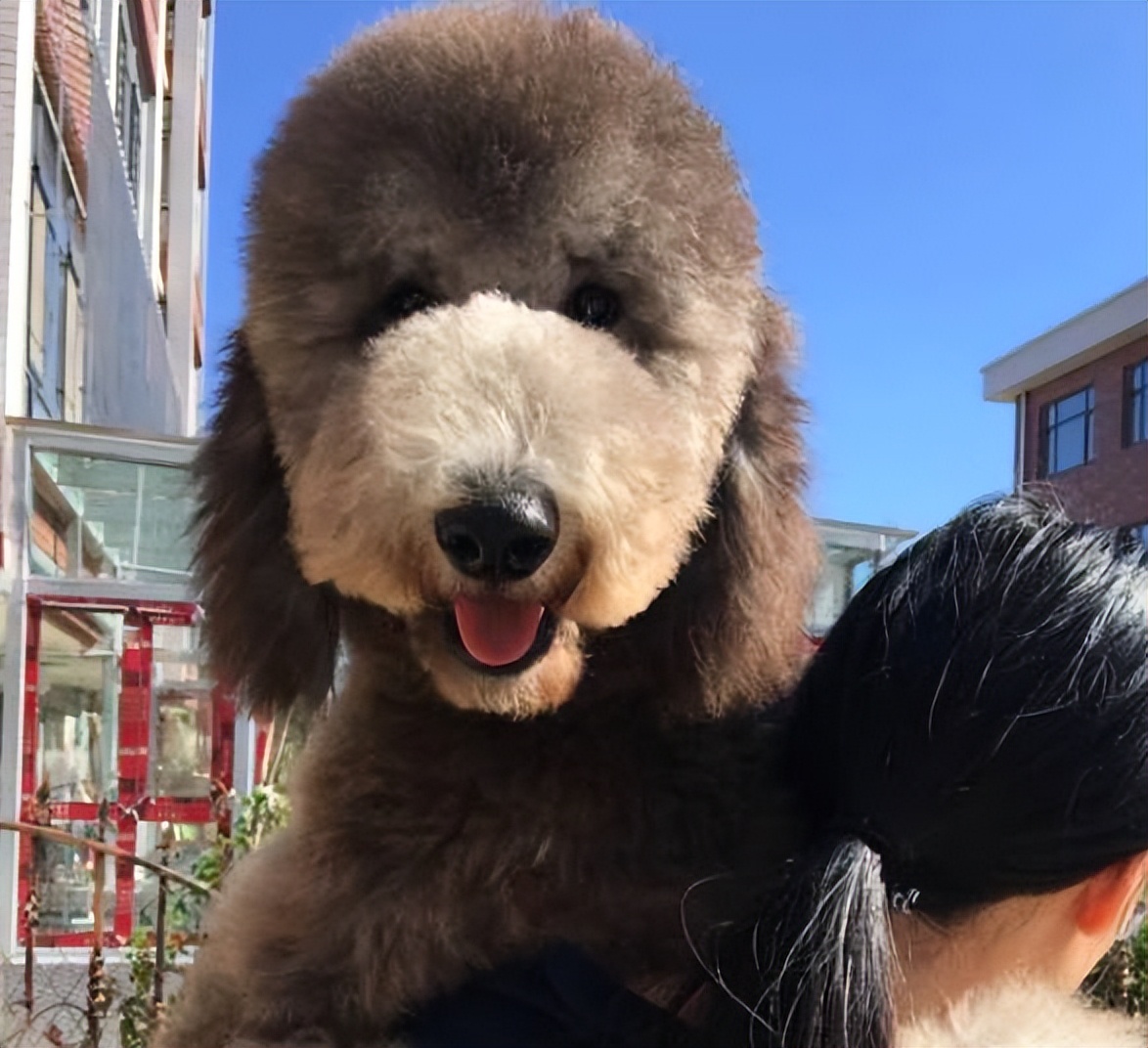 养一只巨型贵宾犬的缺点,巨型贵宾犬优点和缺点