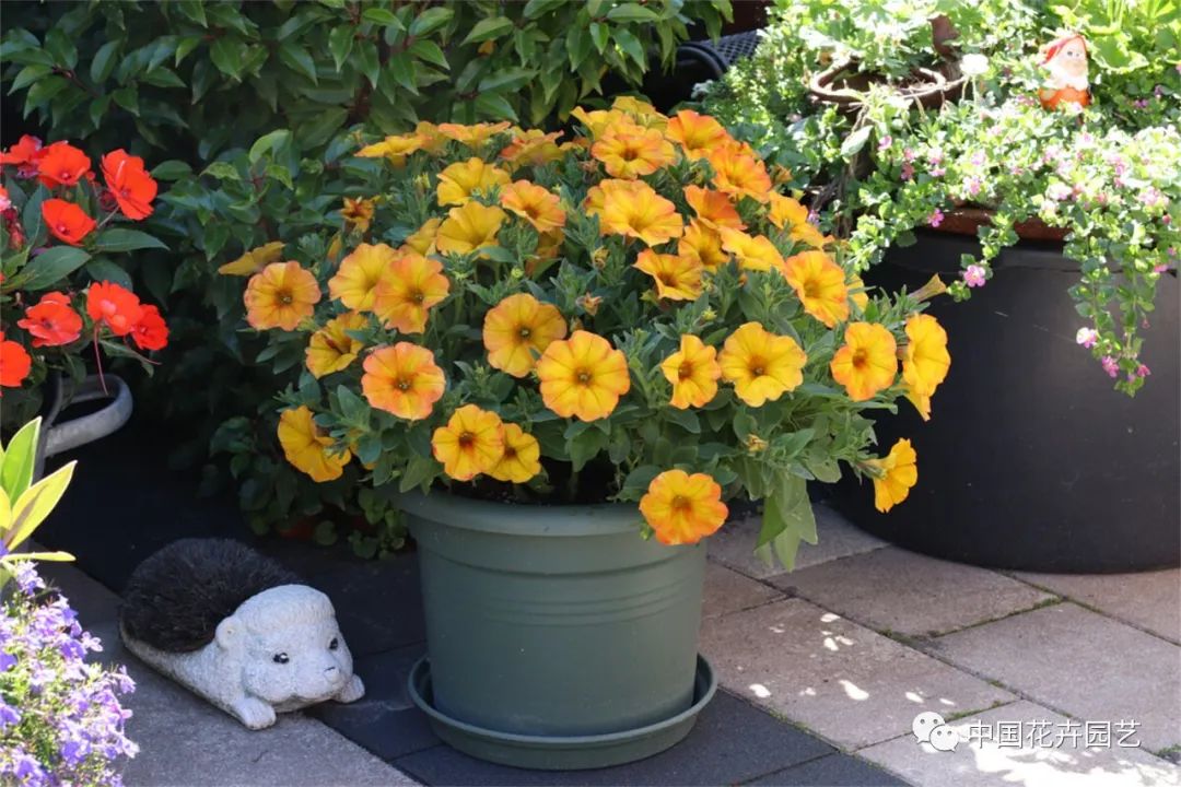 鑺卞崏鍝佺灞曠ず,鏂颁紭鑺卞崏鍝佺灞曠ず