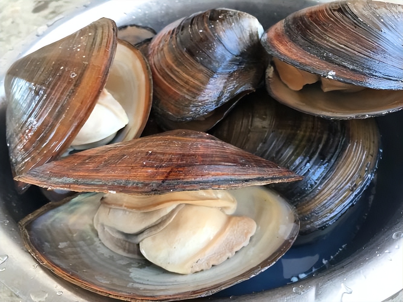 渐渐消失的五种鱼,消失的十二种河鲜