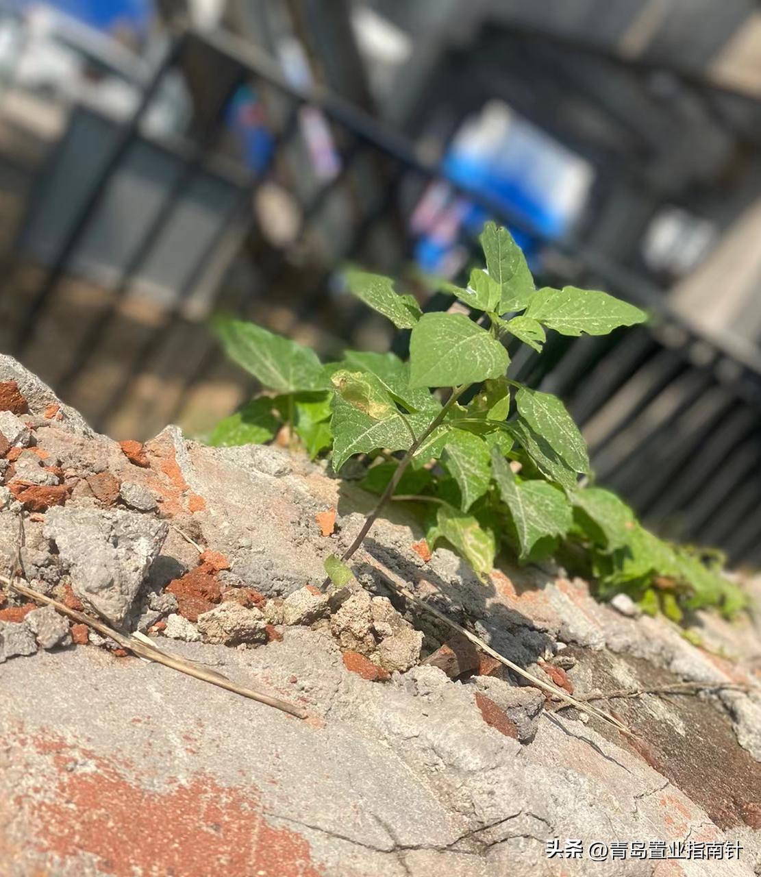 青岛土地流拍,青岛高新区地块流拍