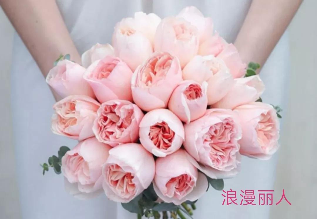 花店卖的切花月季品种,切花月季冬季修剪方法