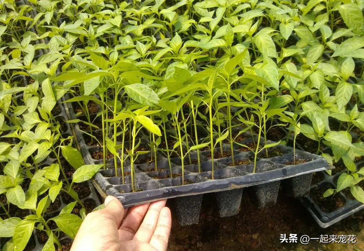 辣椒苗瘦小马上要移栽还能浇水,辣椒苗好小就开花了怎么办