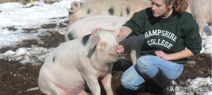 毛猪怎么赚钱的,现在毛猪十元一斤能挣多少钱