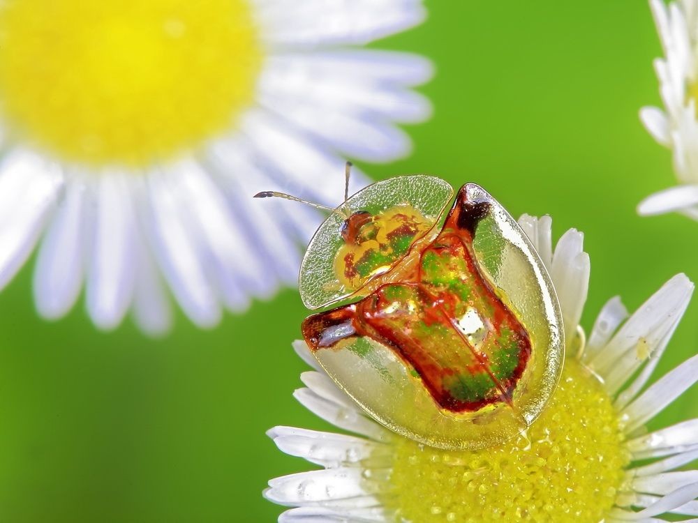 村民称发现网传20万一只的甲虫,村民抓到一只神秘的生物
