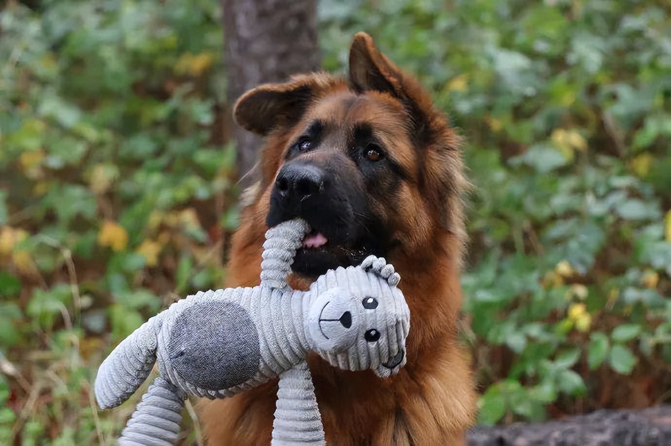 推荐几种好养又可爱温柔狗狗,5种最受欢迎的狗狗你养了哪一种