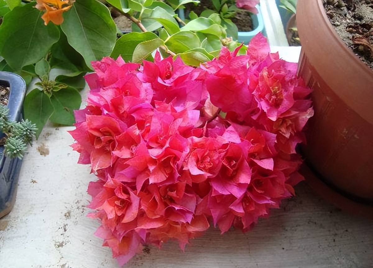 什么品种的巴西花好,巴西进口最好养的花