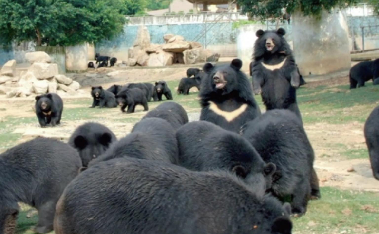 活熊采胆犯法吗,活熊取肝对熊的危害
