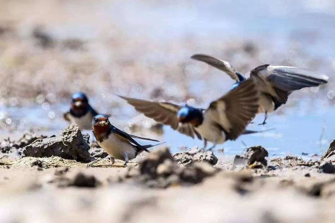 纪实河南一家嫌脏2次捣毁燕巢，第三次燕子筑巢自带“小厕所”