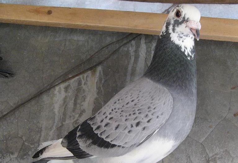 种鸽开家的正确步骤,死棚种鸽怎样开家