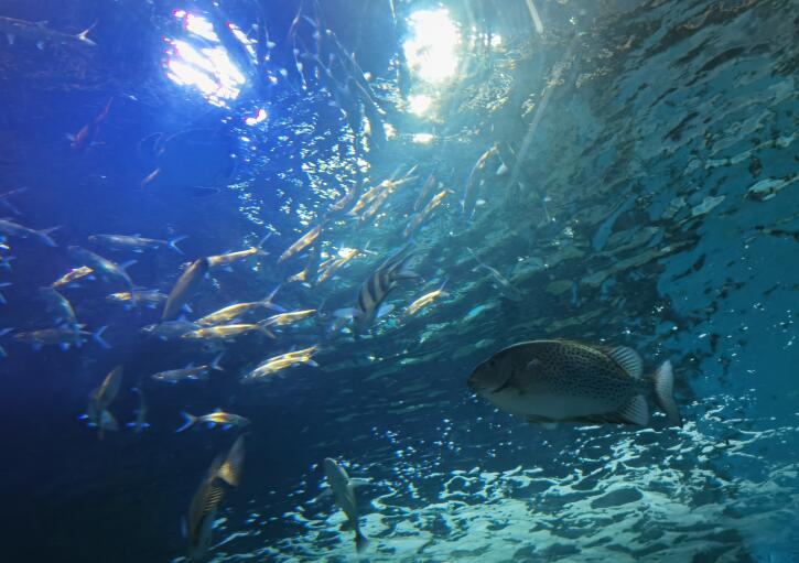 金鹰海洋世界常州万达,常州金鹰海洋世界怎么样好玩吗