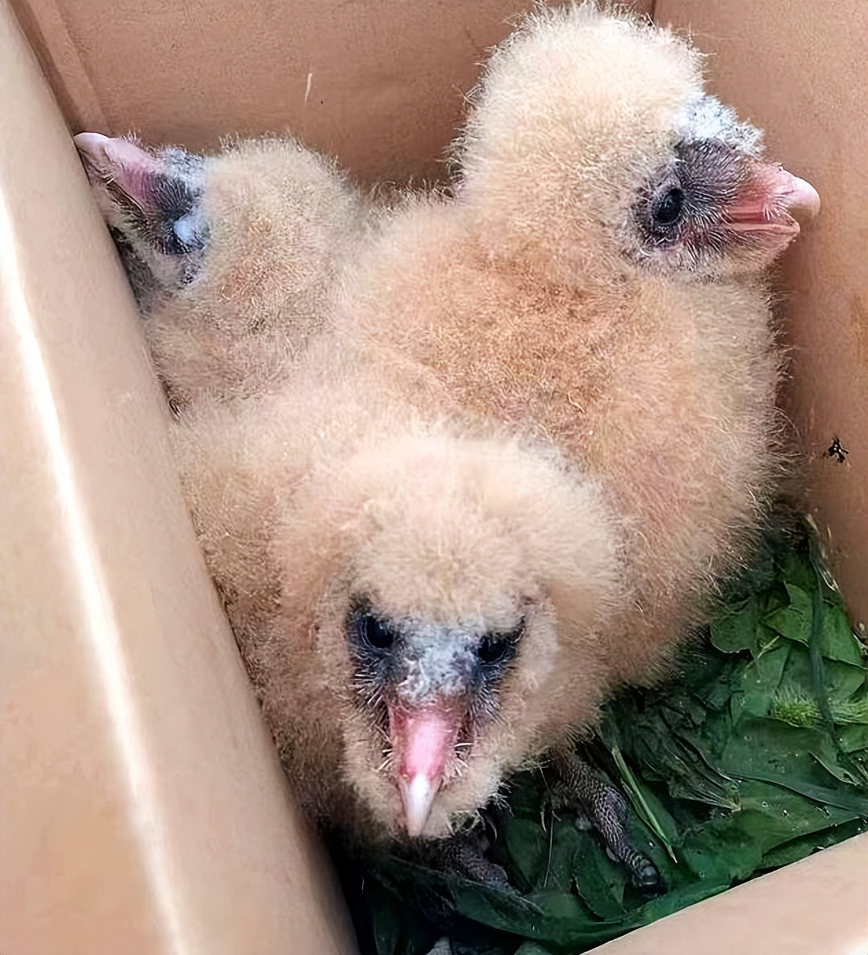 野生猴面鹰有多重,连云港发现濒危物种