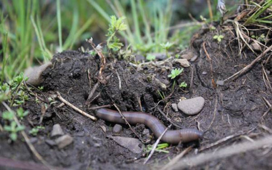 野生蚯蚓利益链从未终断？广东再现电蚯蚓，暴利下隐藏着什么危机