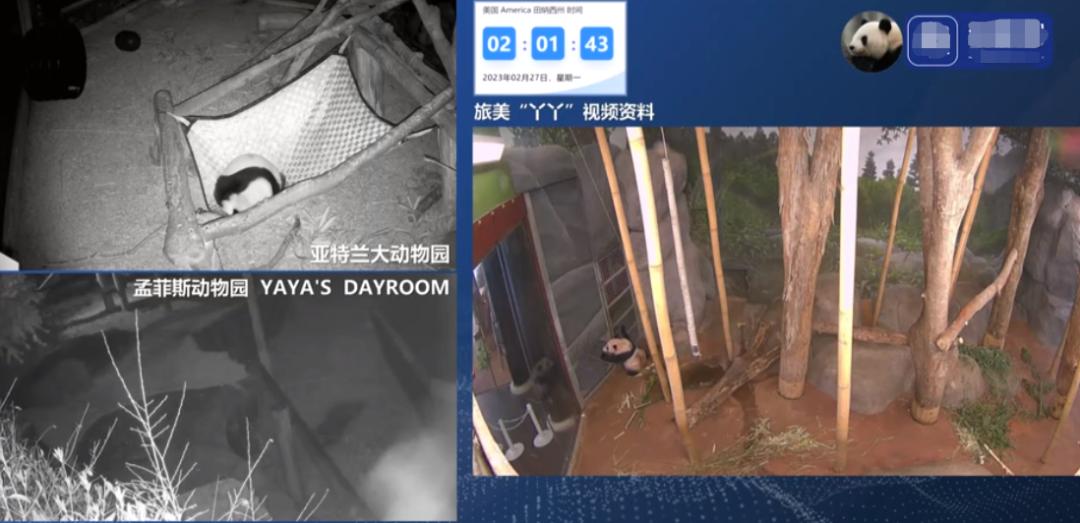 多位明星为国宝丫丫发声！黄晓明惹争议，身为熊猫大使出面太晚