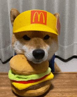 适合家养的狗狗优缺点,狗狗的优缺点