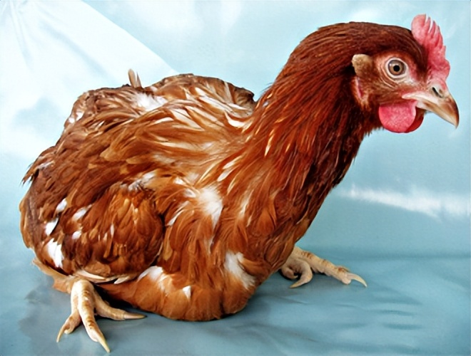 鸡有哪些疾病,鸡有炎症什么表现