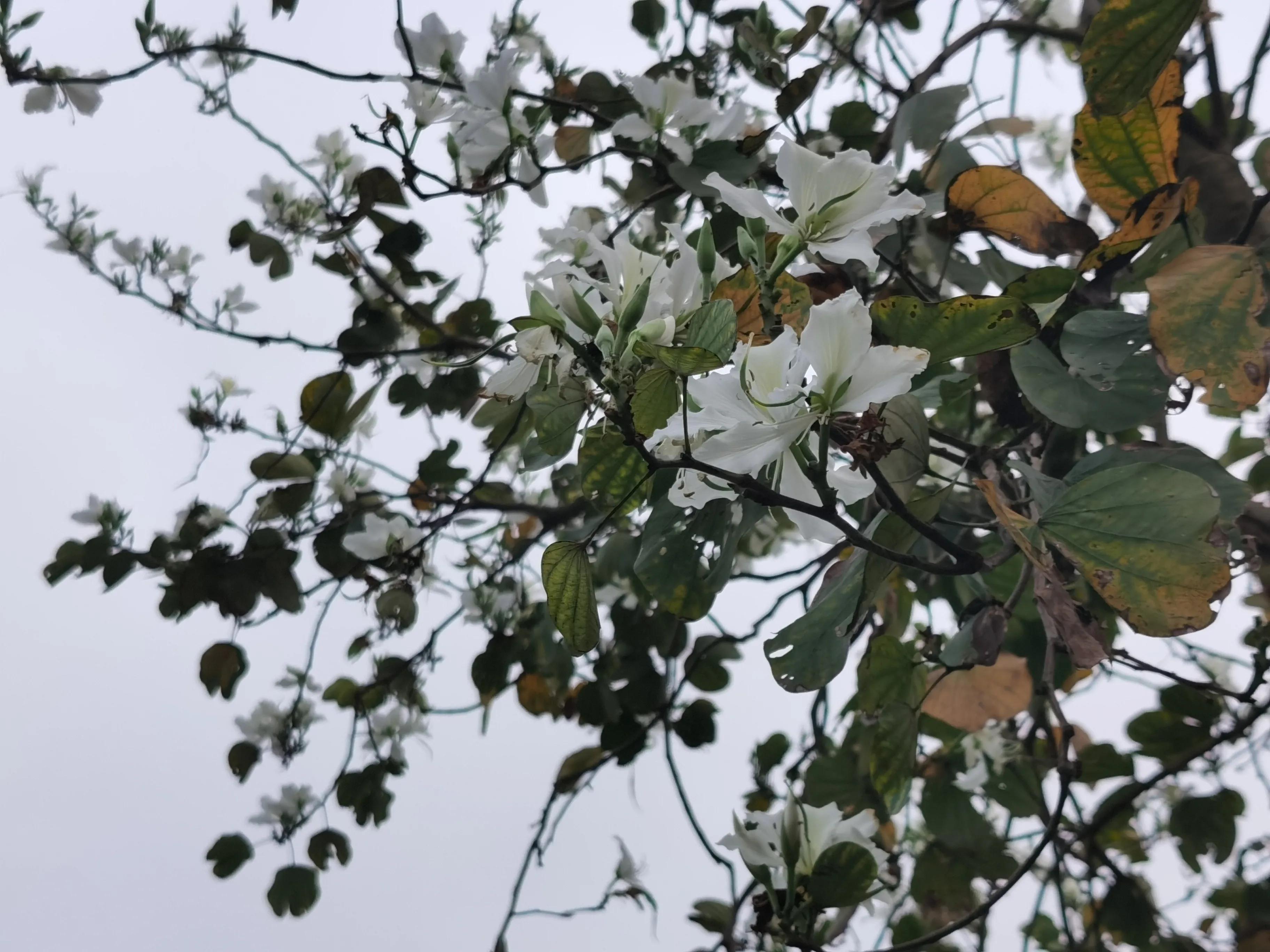 赏花旅游种什么花,春季去公园踏青上百种花让人眼花