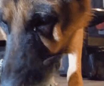 六百万网红想洗白反被封，他哭了狗笑了？网友：他活该