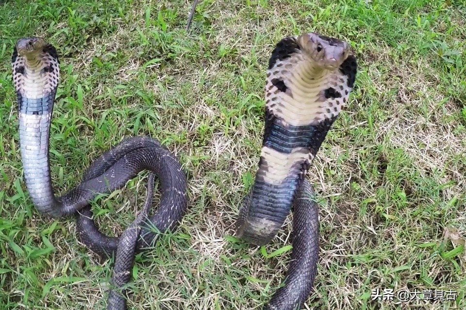 中国毒蛇排行榜舟山眼镜蛇,中国剧毒蛇科普