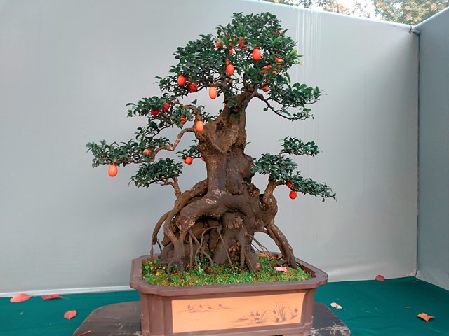 山货怎么赚钱,农村山货怎么赚钱