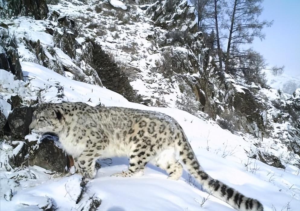 08年新疆牧民捡两只猫崽,中国男子捡到一只奶猫