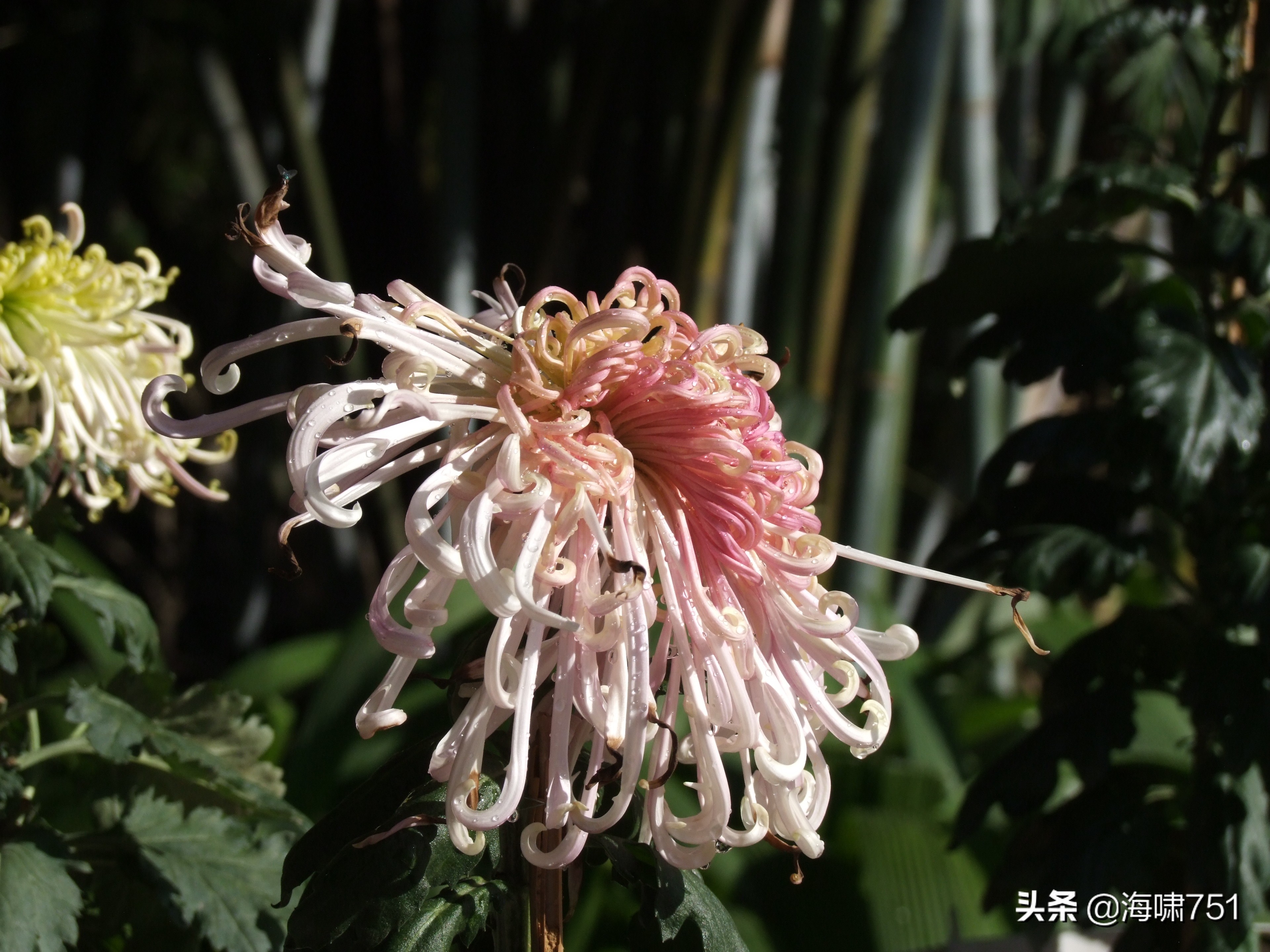 黄花岗公园开放时间,黄花岗公园停车