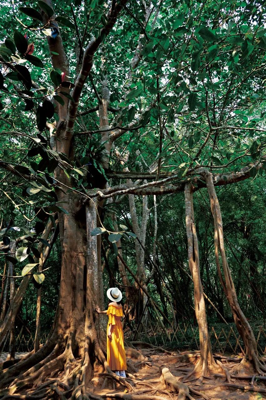 西双版纳体验雨林,吃遍热带水果西双版纳