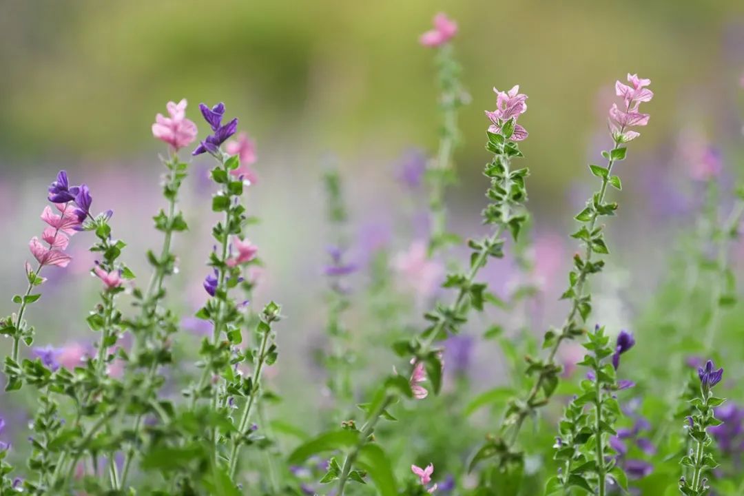 在细碎的光阴里享受生活中的美好,在难熬的日子里学会诗意的生活