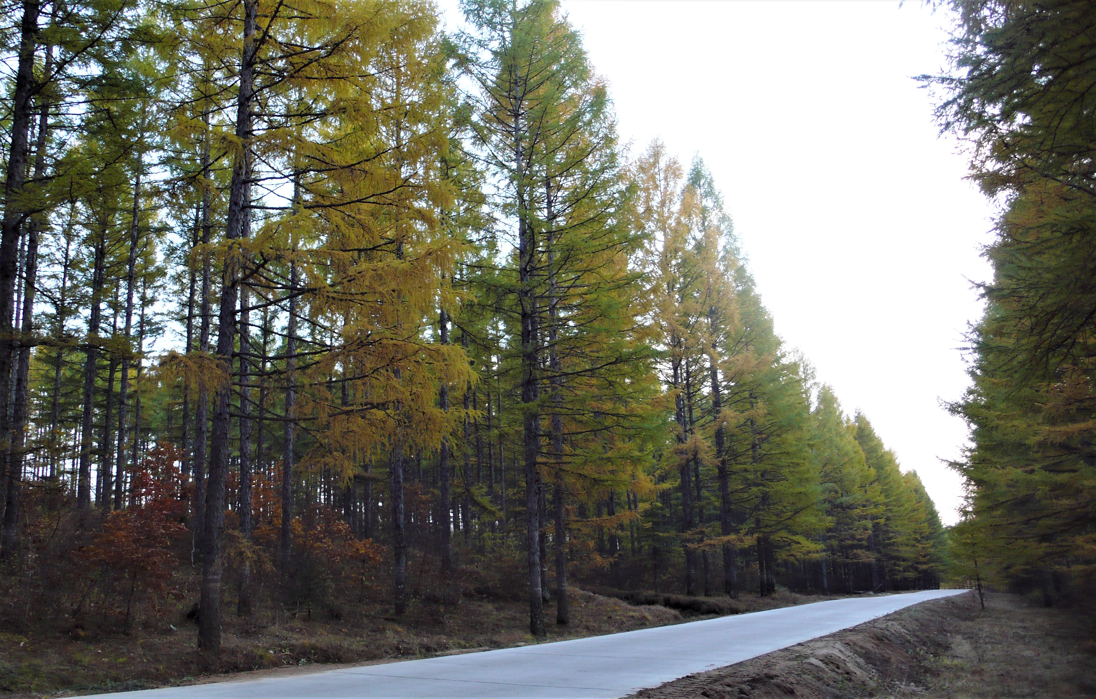 生态鹤岗,鹤岗最好的公路在哪条