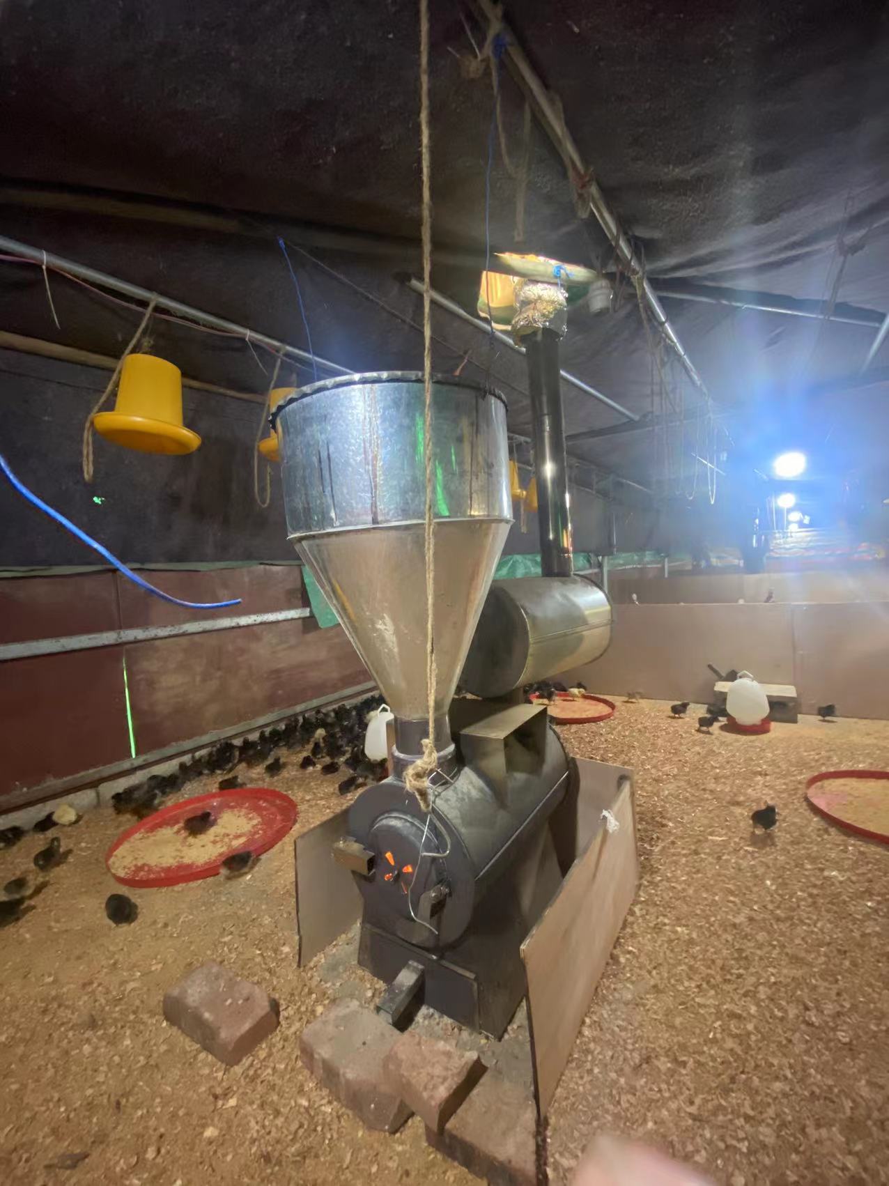 童鸡养法,散养鸡育雏期间需要什么防疫