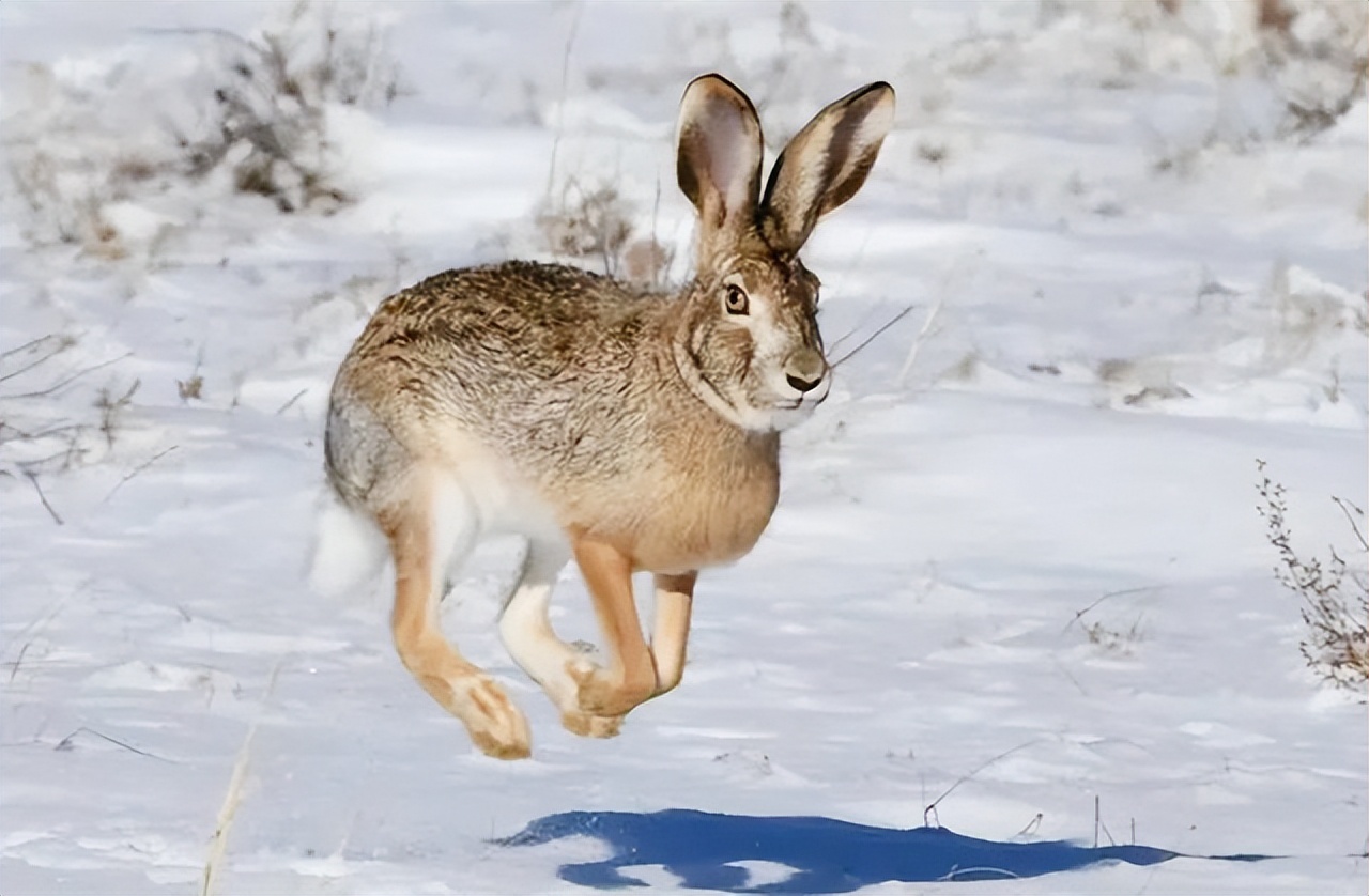 澳大利亚野兔泛滥成灾体重近百斤,澳大利亚野兔成灾野兔上百斤